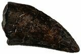 Serrated Dromaeosaurid Theropod (Acheroraptor) Tooth - Montana #306580-1